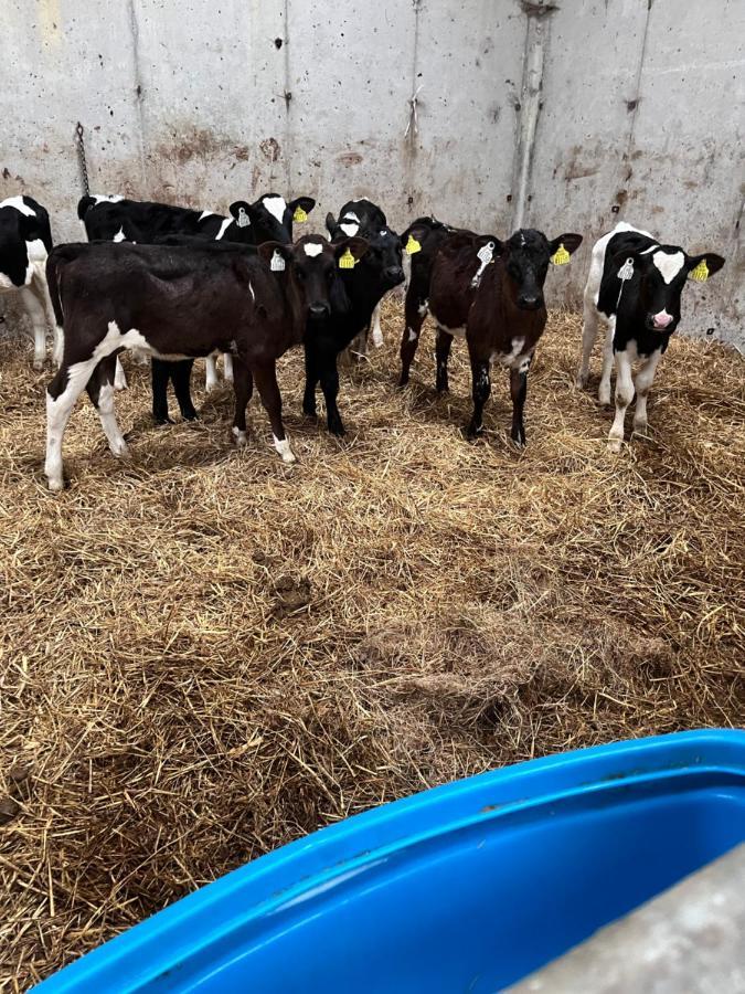 Lacken Farmyard Kilmihil Екстер'єр фото